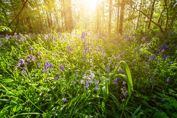 Blossoming lovely spring violet-blue forest flowers - common bluebells or Hyacinthoides, Belgium