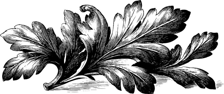 Classical acanthus leaf ornament - vintage botanical design for decoration and crafts
