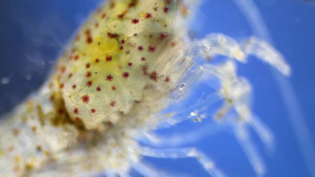 Freshwater shrimp under the microscope at 40x Magnification