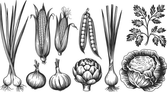 Vegetable Garden Harvest Illustration Black and White.