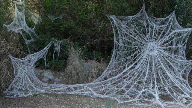 Intricate spider webbed structure glistening in nature under evening breeze
