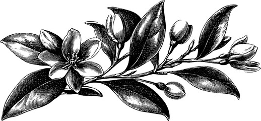 Classical decorative plate pattern featuring vintage botanical engraving for design and decoration