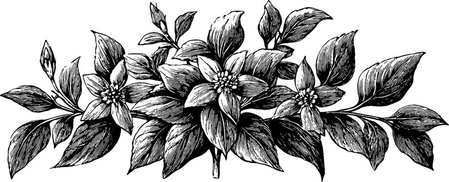 Vintage botanical engraving of classical plate decorative pattern for design