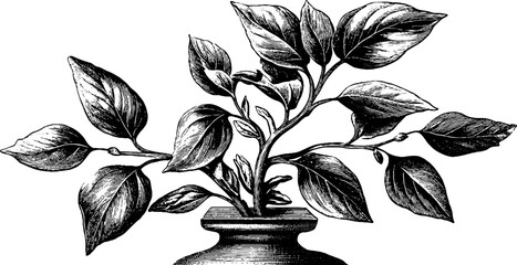 Obraz premium Classical statue and botanical silhouette with lighting and shadow study for retro design