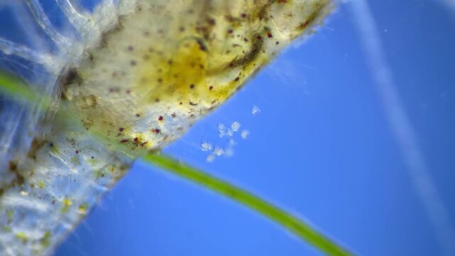Freshwater shrimp under the microscope at 40x Magnification