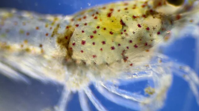 Freshwater shrimp under the microscope at 40x Magnification