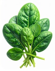 Obraz premium Frischer Spinat isoliert