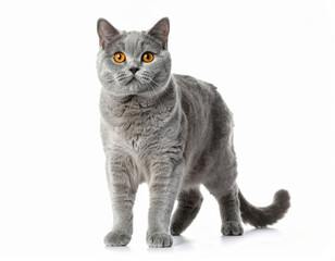 Obraz premium Funny British Shorthair Cat, Cute Grey Pet over White Background