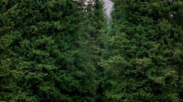 Dense Pine Forest Drone Close Up