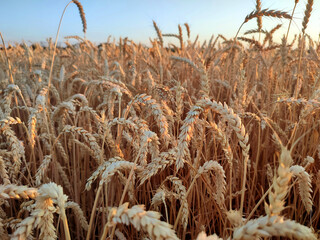 Growing wheat in field and blue sky in summer evening or morning during sunset or sunrise. Ripe ears of wheat in a calm windless sunset dawn. Ripening spike of wheat in field. Spike of wheat close-up
