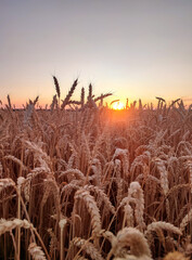 Sunset and dawn in wheat field. Sunrise or sundown on horizon above field of growing ears of wheat on summer evening. Shining sun in sky and field with spikes of ripe wheat. Agricultural landscape