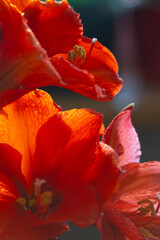 Vibrant, red amaryllis (Hippeastrum) flowers with striking stamens
