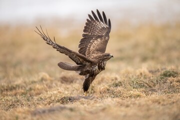 The common buzzard (Buteo buteo) - flying and spreading its wings, brown and white bird of prey hunting on a meadow