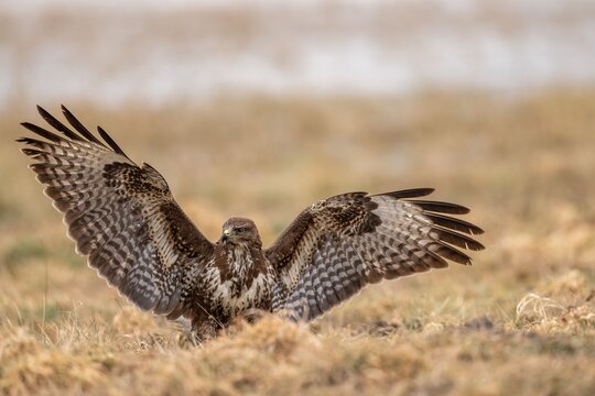 The common buzzard (Buteo buteo) - flying and spreading its wings, brown and white bird of prey hunting on a meadow