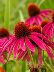 Purle Echinacea flowers