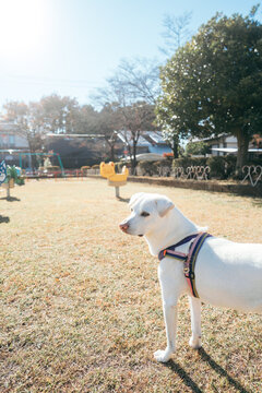 ニコちゃんと公園