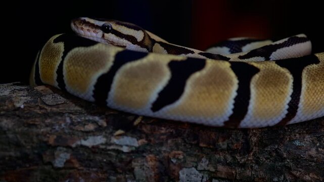 ball python