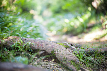 Obraz premium Thick Gnarled Tree Roots pushing through in a green lush Japanese forest scene with Soft Bokeh and Copy Space