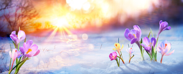 Spring - Crocus Flower Growth In The Melt Snow With Defocused Winter Background And Flare Effect