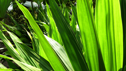 Obraz premium Garden plants with densely growing long leaves