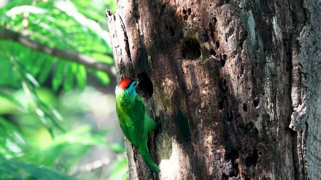 Blue-throated Barbet (Psilopogon asiaticus) feeding in its natural tree hole nest.
