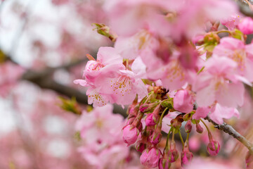 Obraz premium 春の訪れを告げる鮮やかな桜の花と多くの蕾