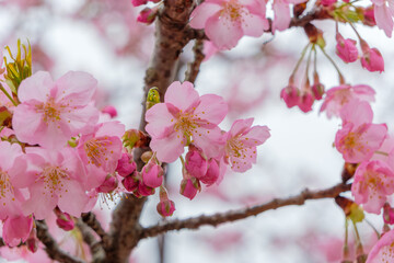 青空を背景に咲き誇る春の桜と膨らむ蕾