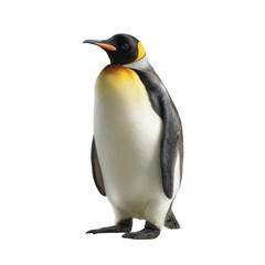 Fototapeta premium Penguin standing isolated with transparent background