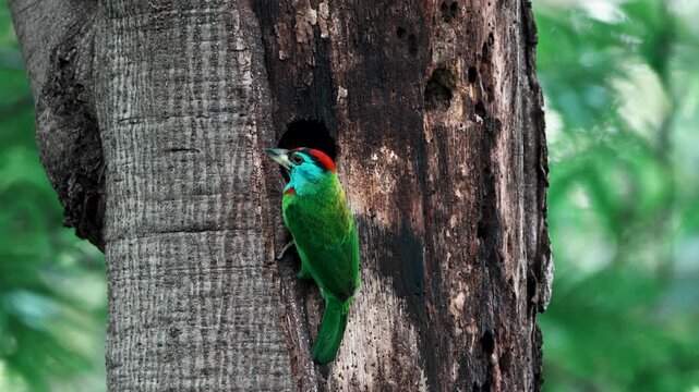Blue-throated Barbet (Psilopogon asiaticus) feeding in its natural tree hole nest.
