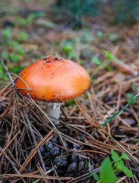 Bright Caesar's mushroom, a forest delicacy
 A vibrant orange mushroom stands out against the dark, needle-strewn forest floor. The shot conveys the atmosphere of an autumn forest and the joy of "quie