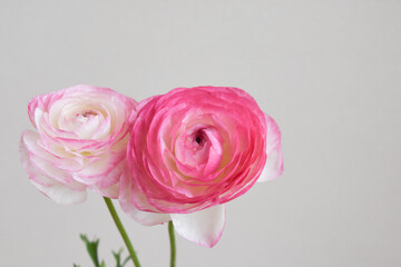 ピンクのラナンキュラス