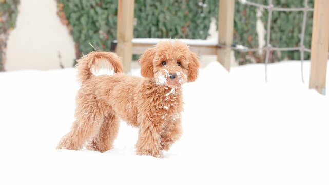 Cute toy poodle dog standing still with snowflakes on snout then turning and running away quickly on snowy ground outdoors