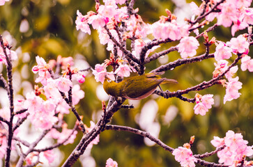 Obraz premium 桜の蜜を吸うために逆さまになるメジロと春の庭園