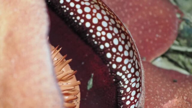 Rafflesia kerrii blooming this flowering plant has the largest flowers in the world and is found in Khao Sok, Surat Thani Province.	