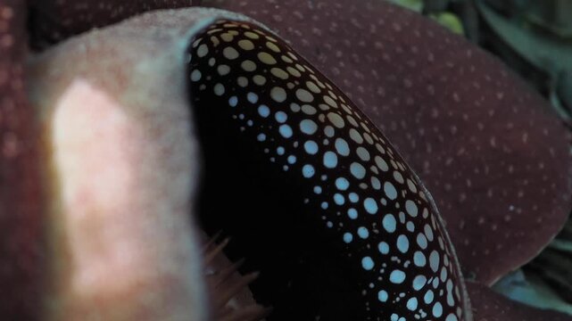 Rafflesia kerrii blooming this flowering plant has the largest flowers in the world and is found in Khao Sok, Surat Thani Province.	