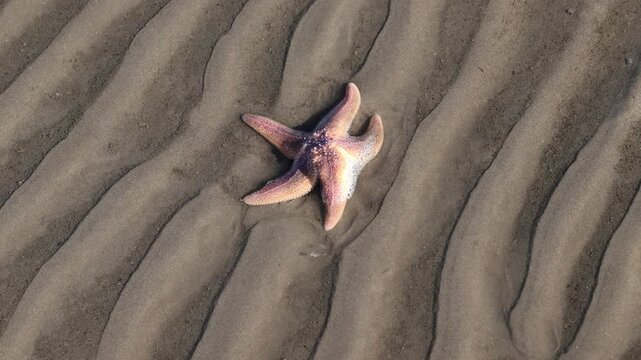 Starfish on the beach: Close-up of a common starfish (Asterias rubens) on rippled sand