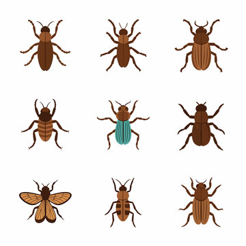 Beetle Icons Set
