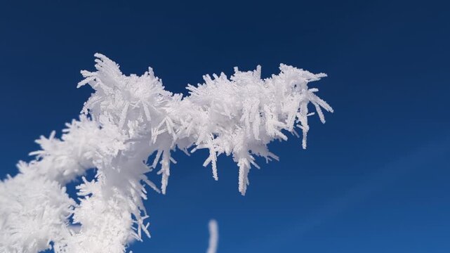 Frozen birch trees covered in thick white hoarfrost at Schwaigsee under a brilliant blue sky. Sunny winter landscape in Oberbayern, Bavaria. Ideal for winter tourism ads.