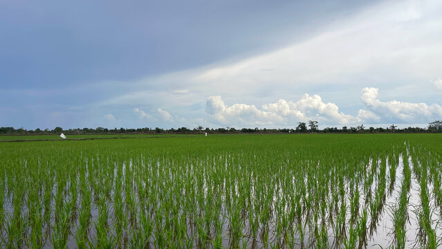 Flooded rice paddy field with young green rice plants under dramatic cloudy sky, rural agriculture landscape, sustainable farming concept, copy space, natural daylight.
