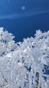 Frozen birch trees covered in thick white hoarfrost at Schwaigsee under a brilliant blue sky. Sunny winter landscape in Oberbayern, Bavaria. Ideal for winter tourism ads.