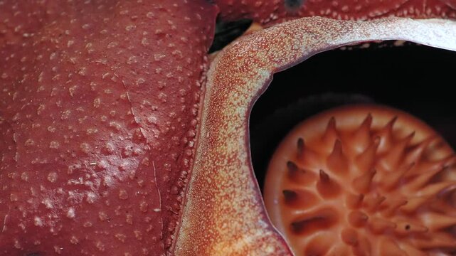 Rafflesia kerrii blooming this flowering plant has the largest flowers in the world and is found in Khao Sok, Surat Thani Province.	