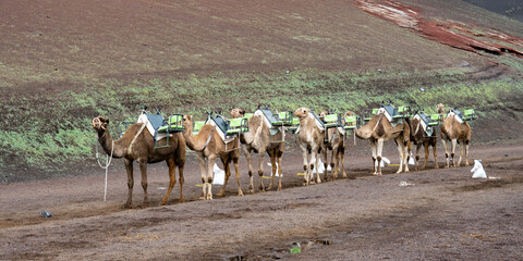 Lanzarote - Timanfaya (2026-01)