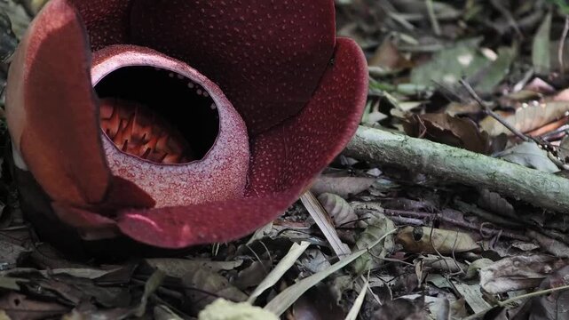 Rafflesia kerrii blooming this flowering plant has the largest flowers in the world and is found in Khao Sok, Surat Thani Province.	