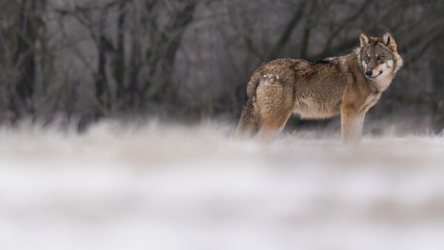 Wolf