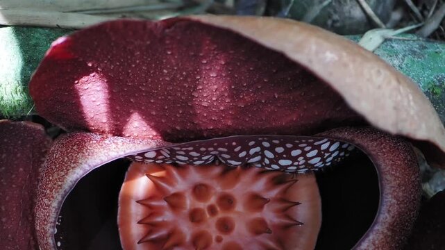 Rafflesia kerrii blooming this flowering plant has the largest flowers in the world and is found in Khao Sok, Surat Thani Province.	