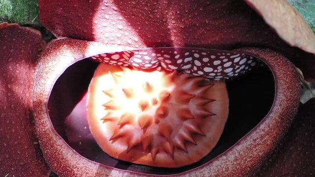 Rafflesia kerrii blooming this flowering plant has the largest flowers in the world and is found in Khao Sok, Surat Thani Province.	