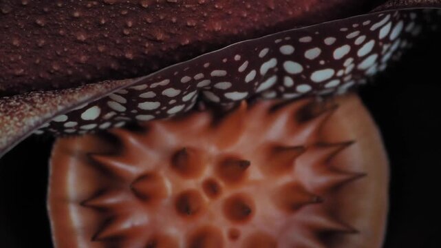 Rafflesia kerrii blooming this flowering plant has the largest flowers in the world and is found in Khao Sok, Surat Thani Province.	