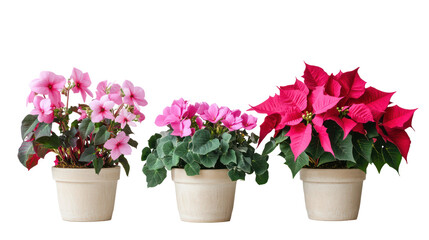 Vibrant poinsettia and bougainvillea plants isolated on transparent background