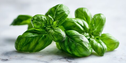 Fototapeta premium Fresh basil leaves with vibrant green color, showcasing their glossy texture, perfect for culinary uses and garnishing dishes.