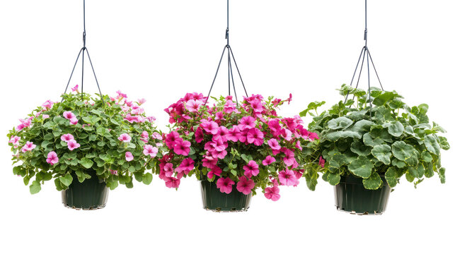 Hanging planters with colorful flowers on transparent background